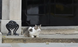 'First cat' gains attention after prime minister Starmer resigns
