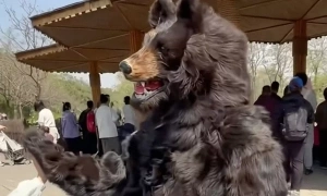 Chinese zoo goes viral with job posting for bear impersonators