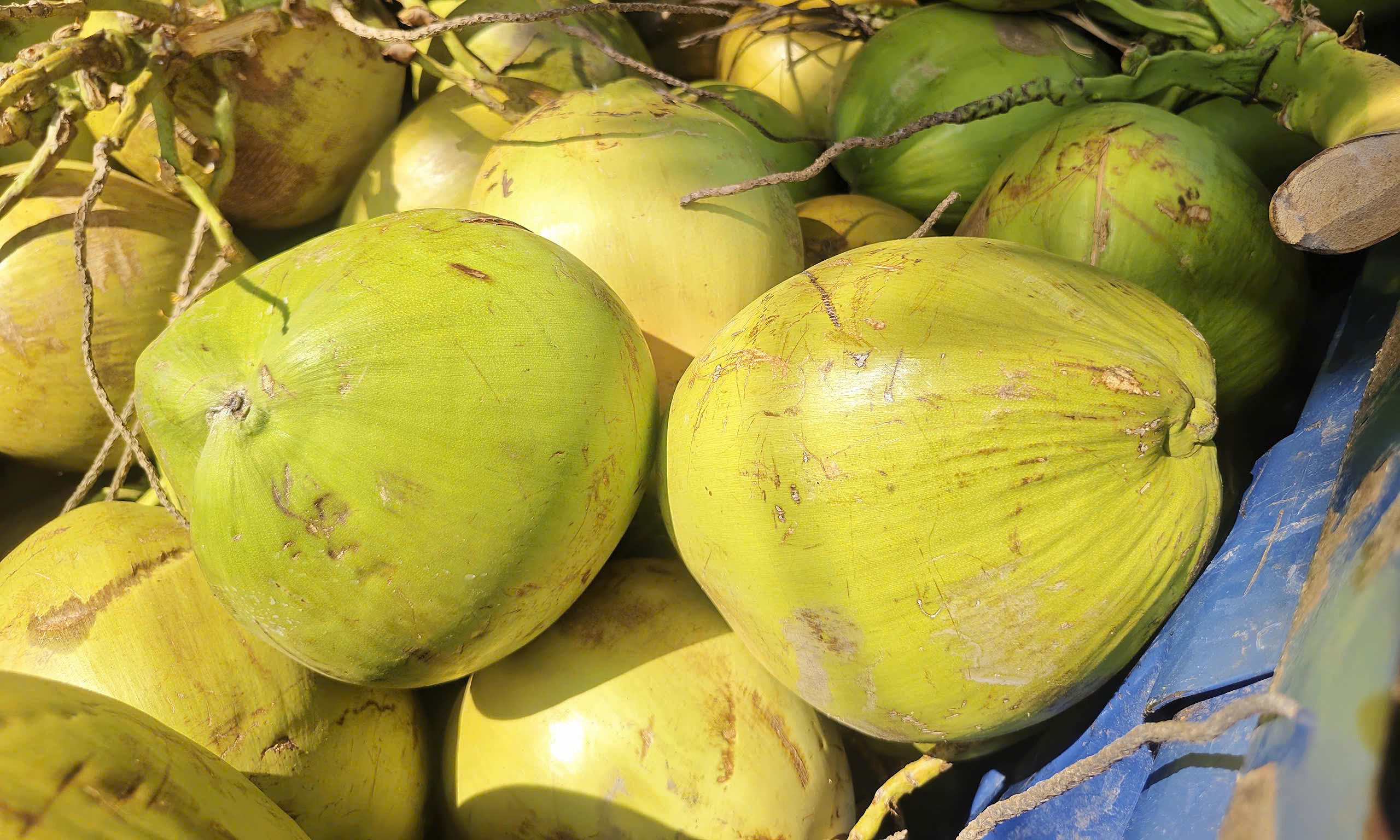 Can drinking too much coconut water for cooling be harmful?