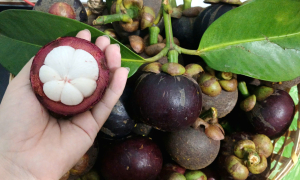 Mangosteen harvest peaks, prices hit rock bottom