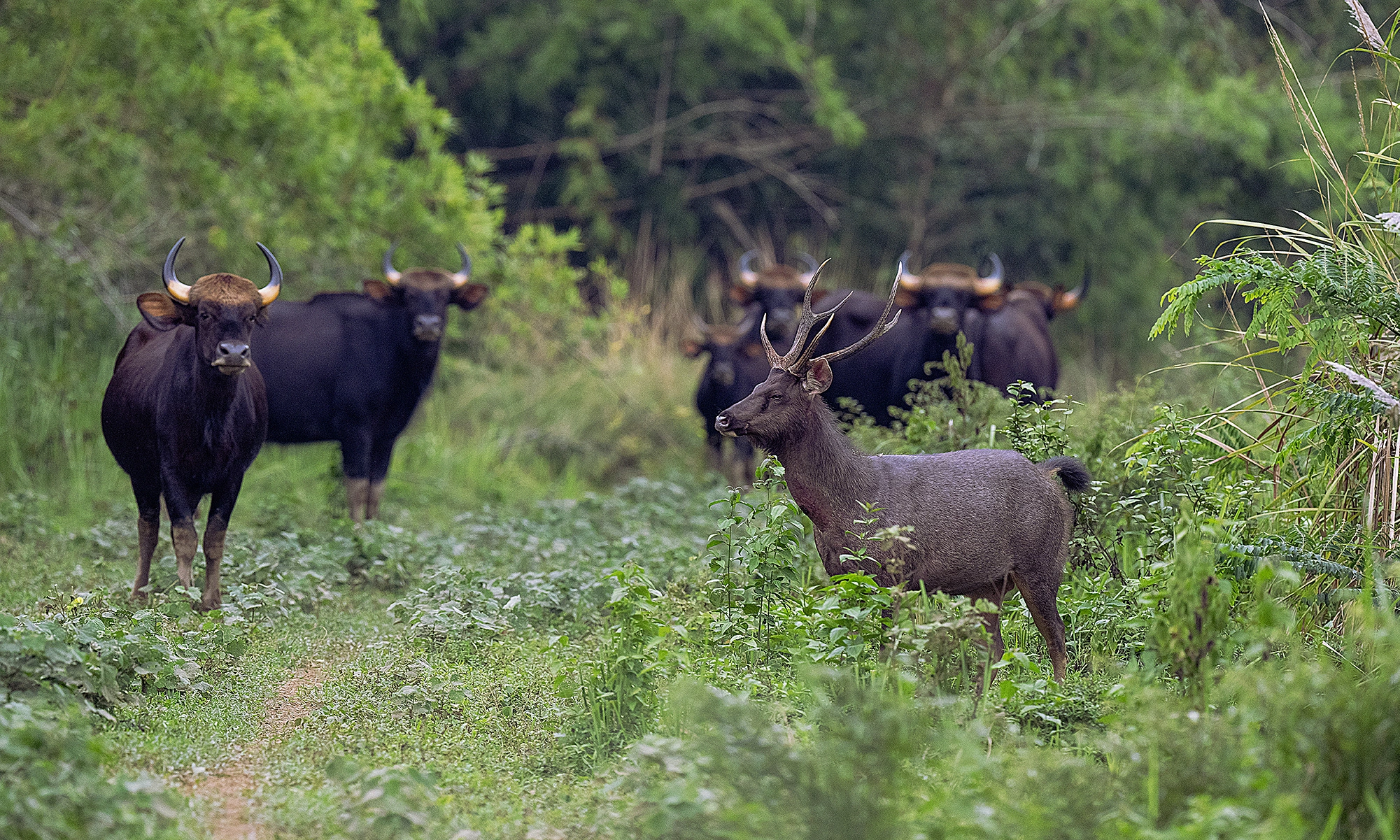 Cat Tien forest's ecosystem ahead of transfer to Dong Nai