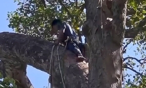 Bee hunter dies on 40m tall ancient tree