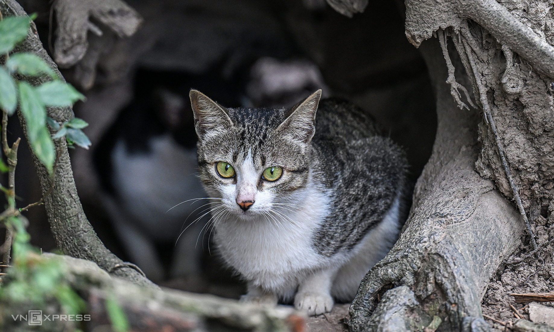 Relocation of all cats on the island in Thong Nhat Park