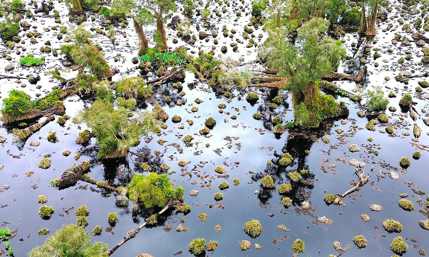 Ca Mau invites experts to save U Minh Ha cajuput forest