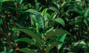 Should children with hand, foot, and mouth disease bathe with green tea leaves?