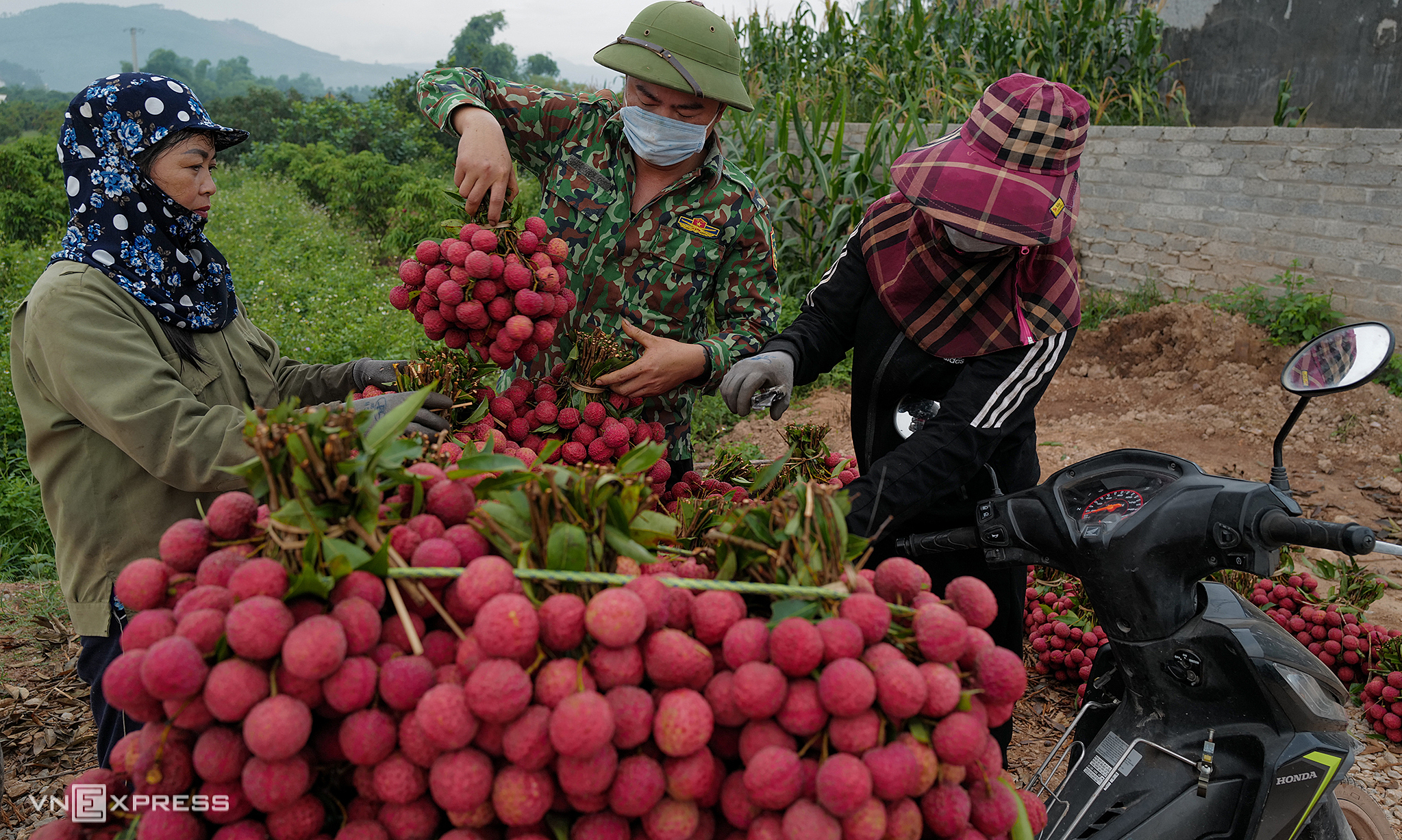 US doubles Vietnamese lychee imports compared to previous period
