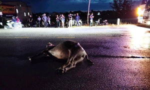 Male student dies after hitting stray buffalo