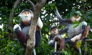 Hong Kong newspaper suggests trekking Son Tra forest to spot red-shanked douc langurs