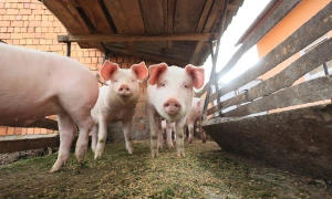 Does not raising pigs reduce the risk of japanese encephalitis?
