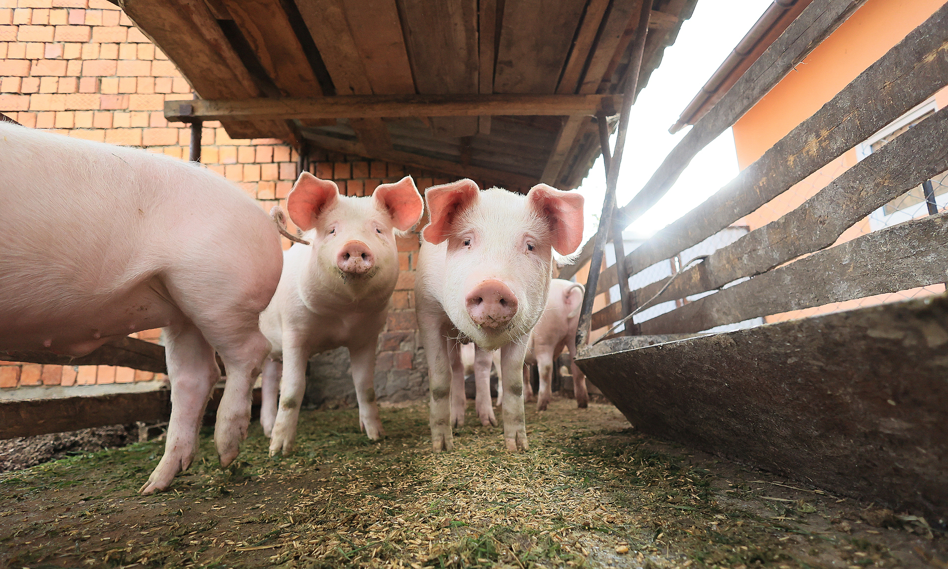 Does not raising pigs reduce the risk of japanese encephalitis?