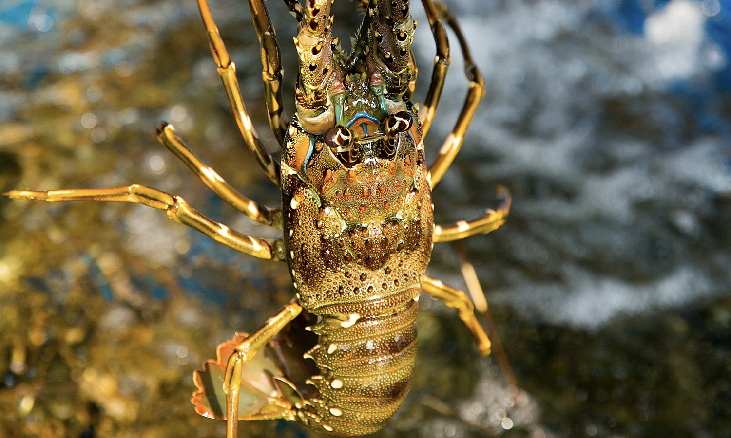 China spends over half a billion USD on Vietnamese lobster