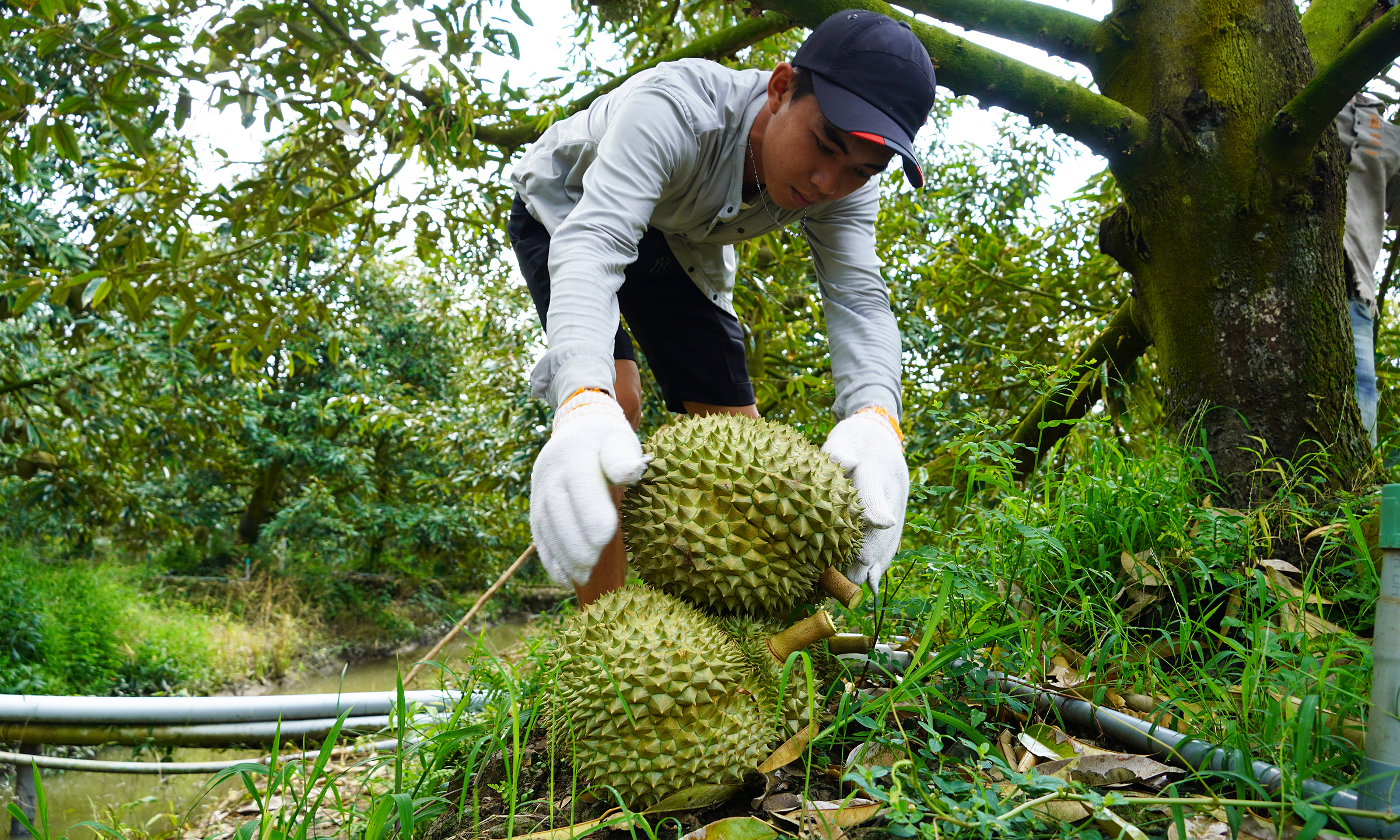 Regulations for granting cultivation area codes to be revised to ease agricultural exports