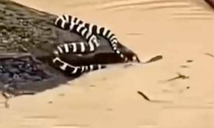 900 snakes escape due to floods in China