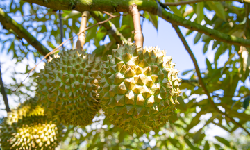 Dak Lak hosts first-ever durian farm auction