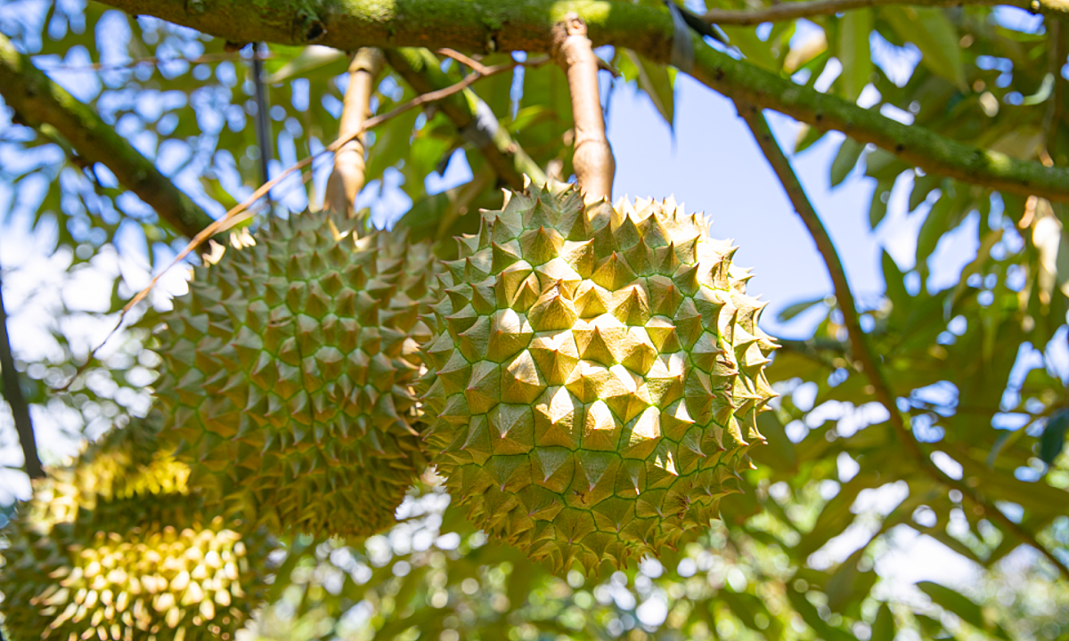 Dak Lak hosts first-ever durian farm auction