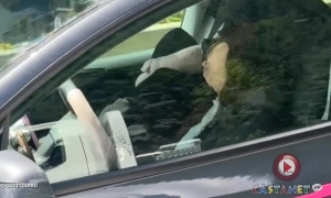 Driver falls asleep, Tesla electric vehicle drives itself