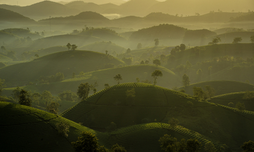 Chasing the sunrise on Phu Tho's most beautiful bowl-shaped tea hills
