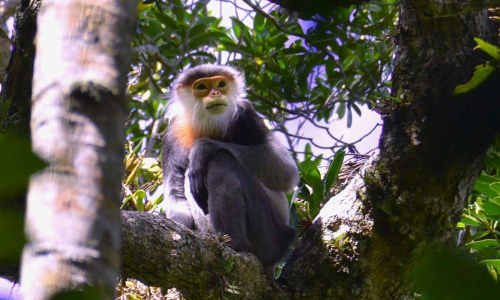Gia Lai plans to develop 'the roof of Gia Lai' Kon Ka Kinh into an eco-tourism destination