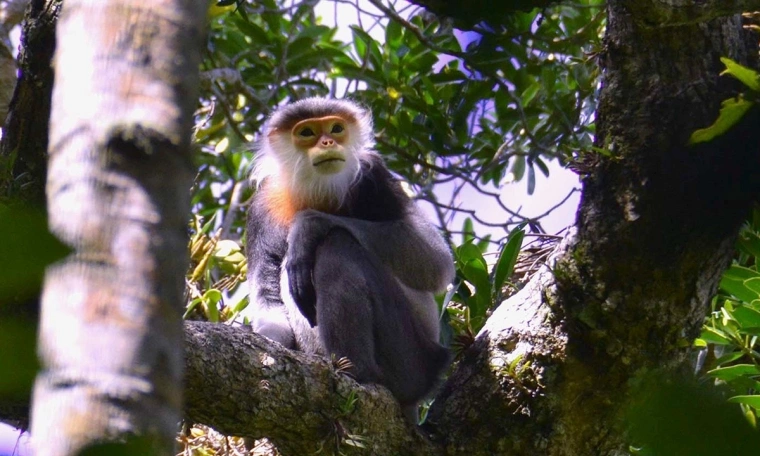 Gia Lai plans to develop 'the roof of Gia Lai' Kon Ka Kinh into an eco-tourism destination