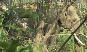 The tragedy of a family fleeing a wild elephant for 14 years