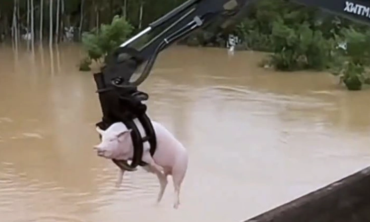 Excavator rescues pigs from floodwaters