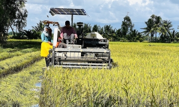Company still owes Ca Mau farmers over 11 billion VND for rice
