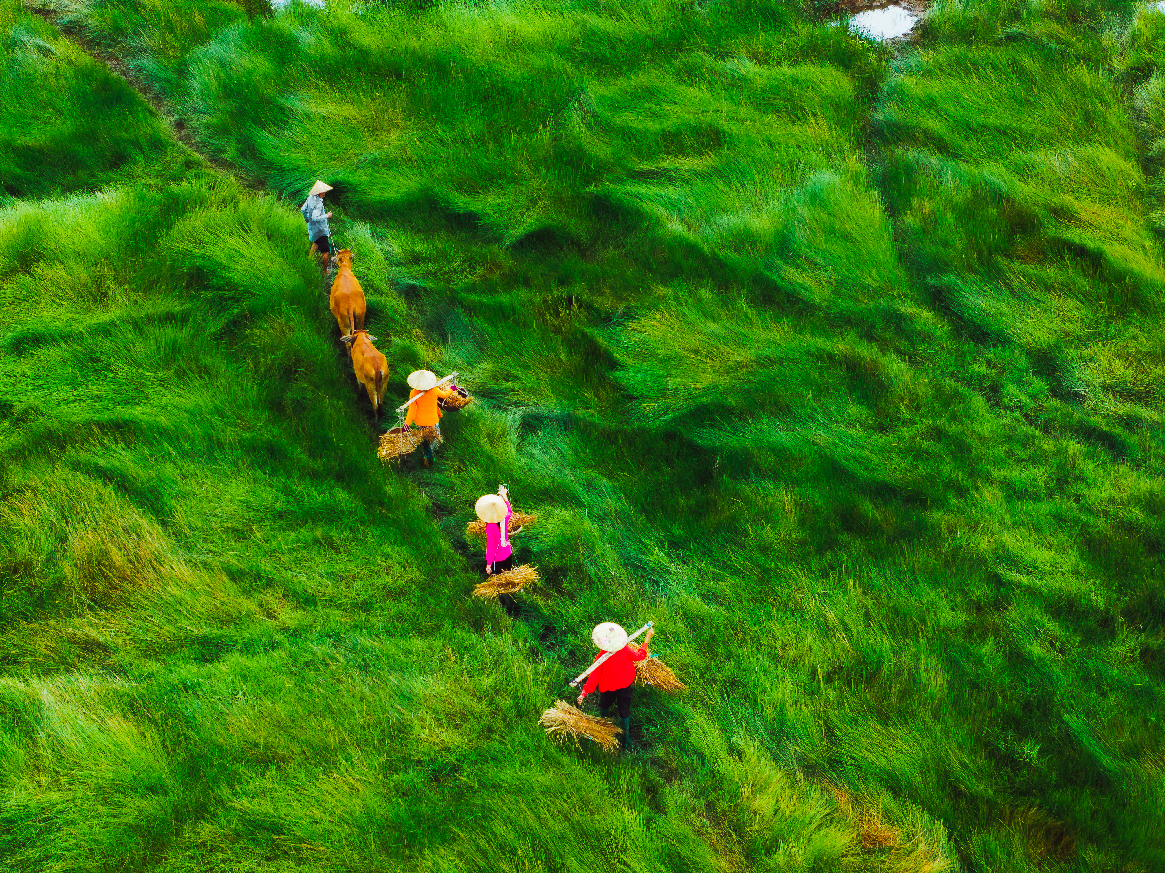 'Endless field' in Da Nang