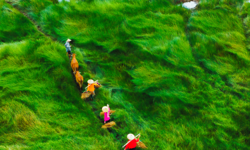 'Endless field' in Da Nang