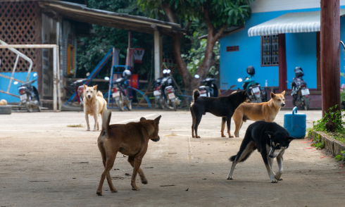 Hawkers face rabies threat, self-fund vaccinations