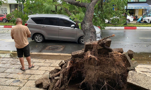 A flamboyant tree uprooted, crushing a moving car in Ho Chi Minh City