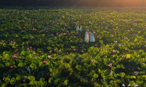 Lotus blooms flourish on the outskirts of Da Nang