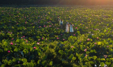 Lotus blooms flourish on the outskirts of Da Nang