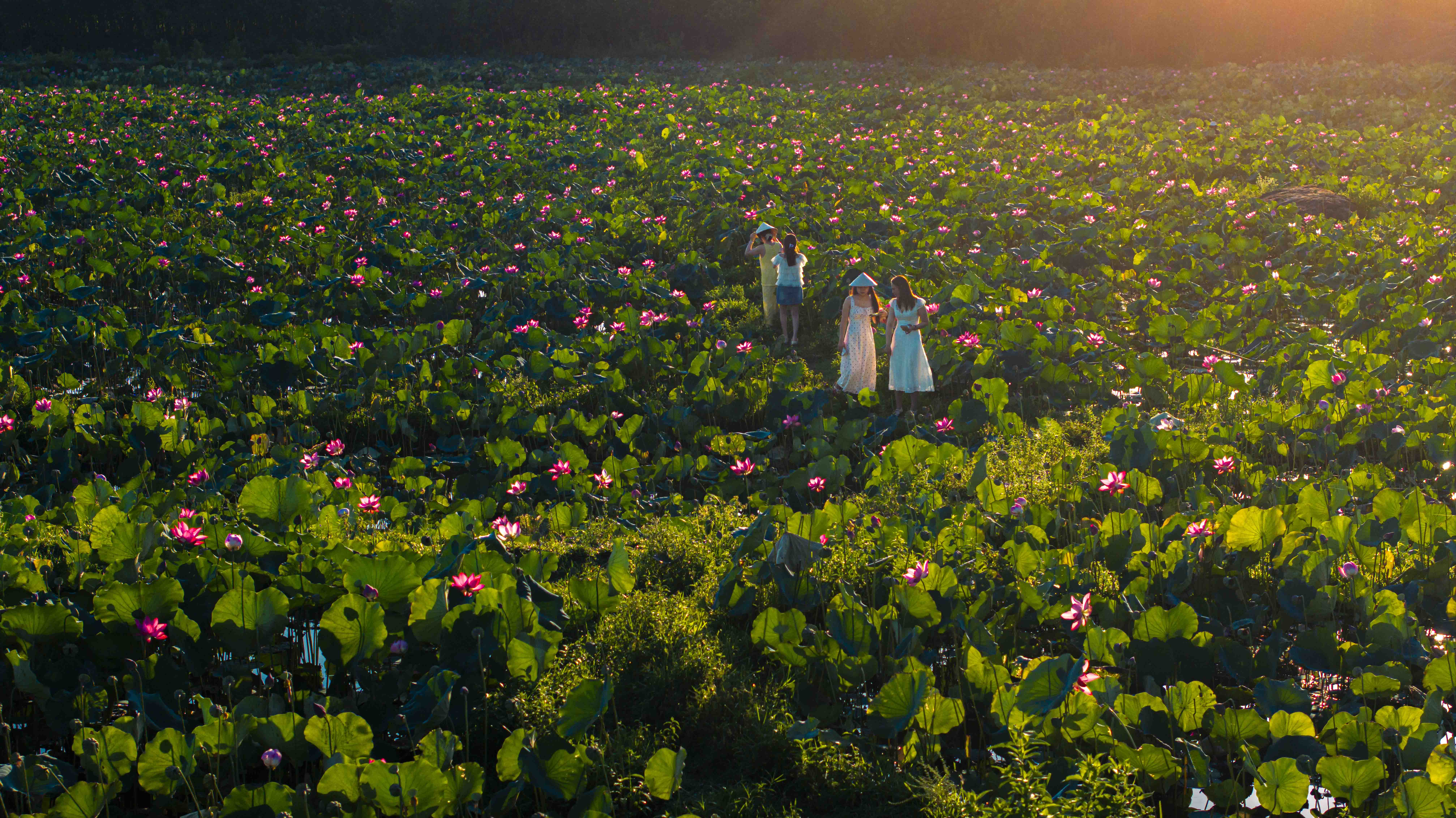 Lotus blooms flourish on the outskirts of Da Nang