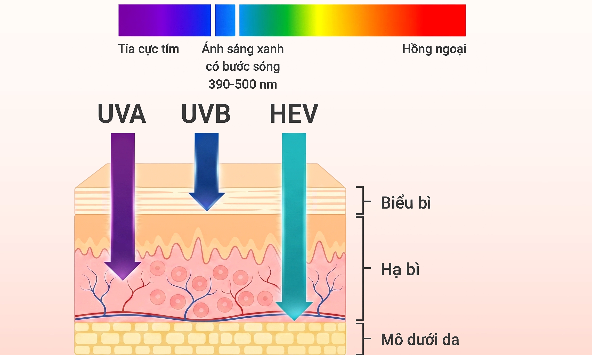 Why does skin darken even with little sun exposure?