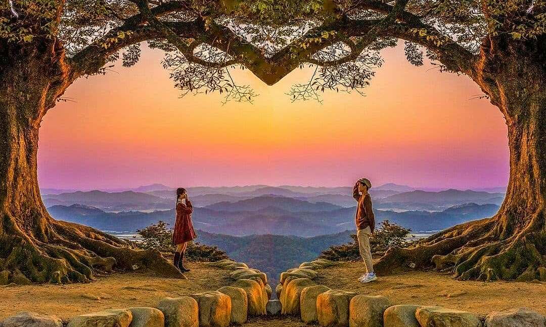 400-year-old love tree forms a heart shape