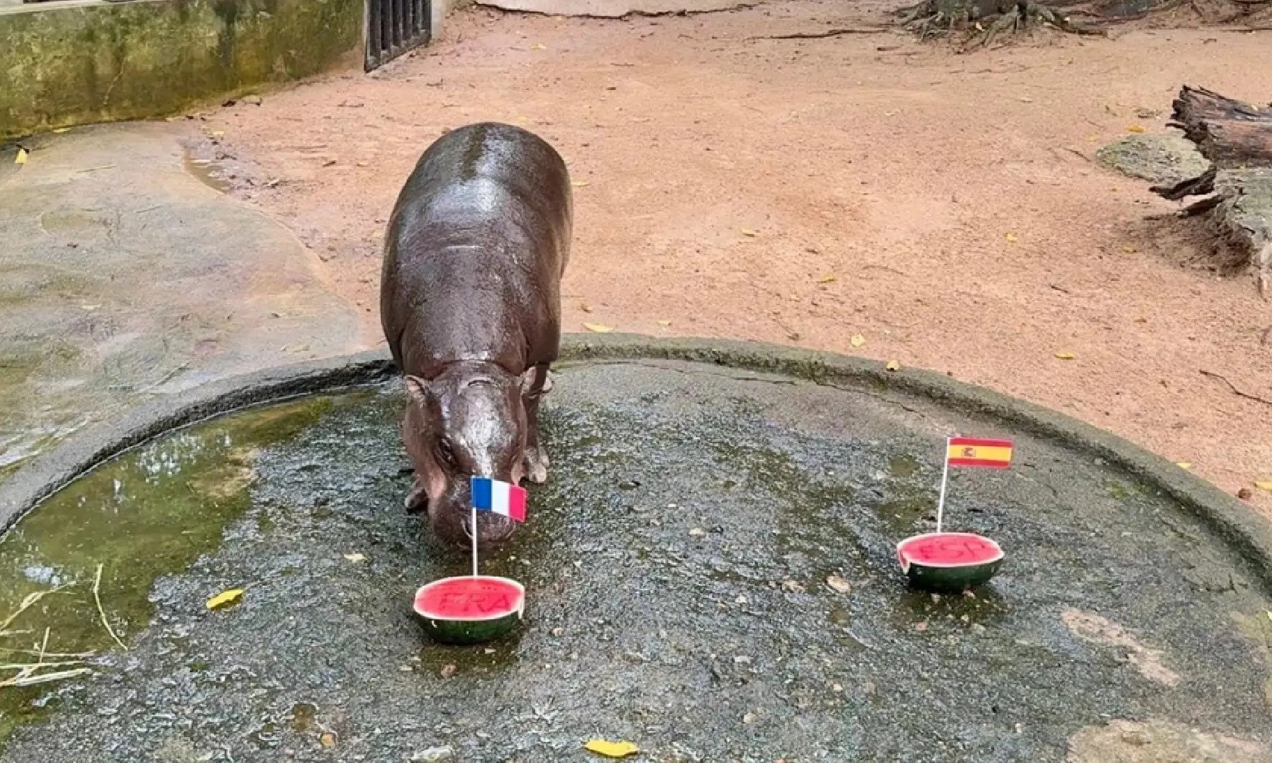 Star hippo predicts England, France for World Cup final