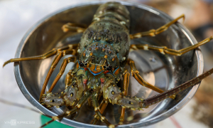 China surpasses US to become Vietnam's largest seafood importer