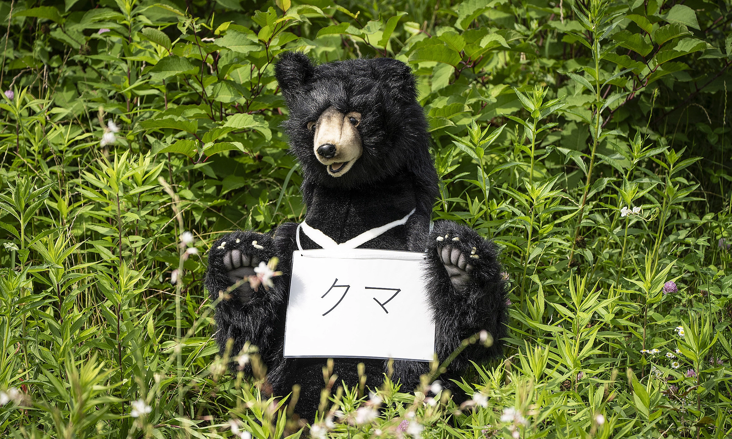 Japan hunts bear raiding homes, refrigerators