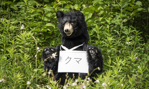Japan hunts bear raiding homes, refrigerators