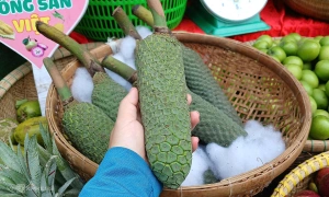 Monstera deliciosa fruit gains popularity due to 'mukbang trend'