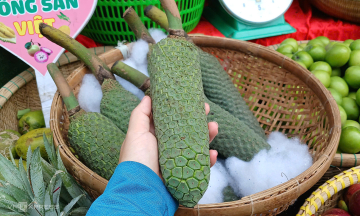 Monstera deliciosa fruit gains popularity due to 'mukbang trend'