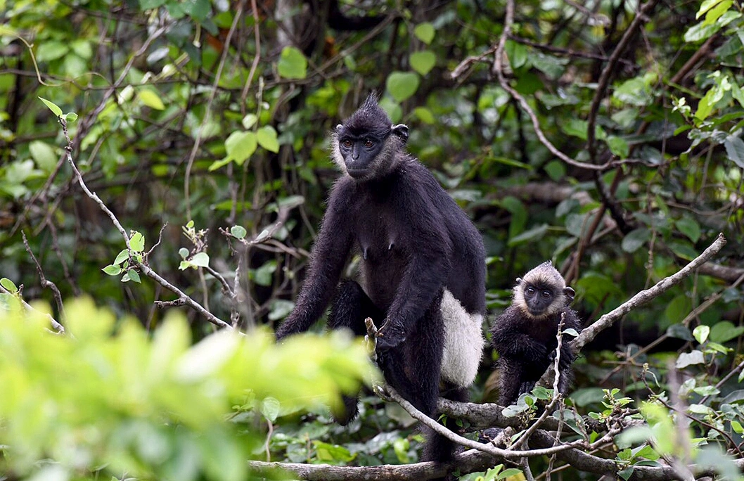Dossier prepared for world's last white-rumped langur population