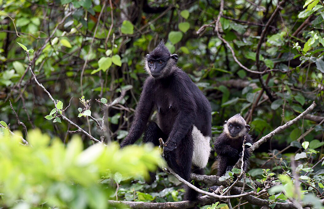 Dossier prepared for world's last white-rumped langur population