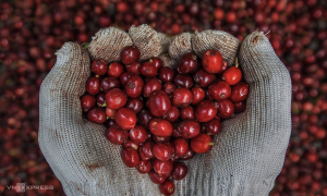 Coffee prices surge, farmers regret early sales