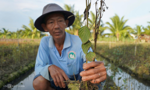 Over 300 hectares of crops suffer unusual wilting and death