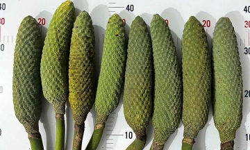 Monstera fruit, once discarded, now sought after in Ho Chi Minh City