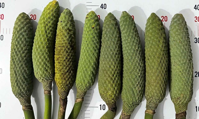Monstera fruit, once discarded, now sought after in Ho Chi Minh City