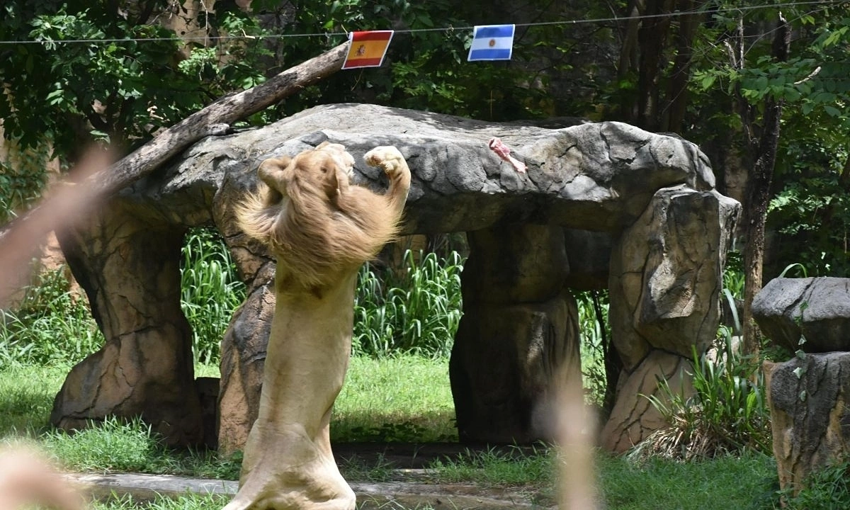 Prophet' lion predicts Spain to win World Cup