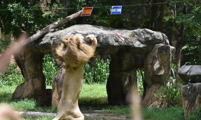 Prophet' lion predicts Spain to win World Cup