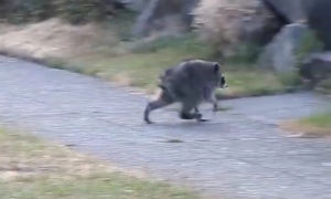 Unusual raccoon goes viral on US social media
